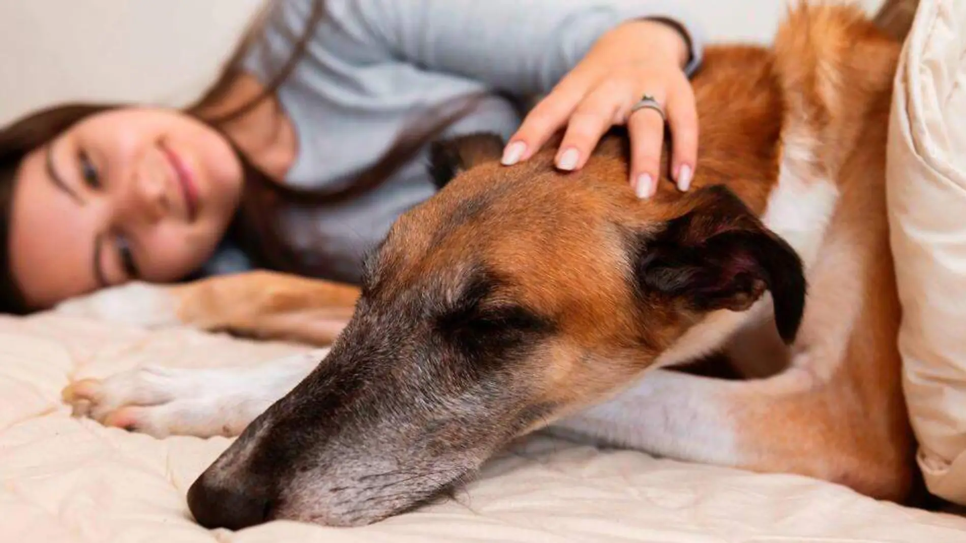 si vas adoptar considera si vives en un depa o casa grande para elegir la raza